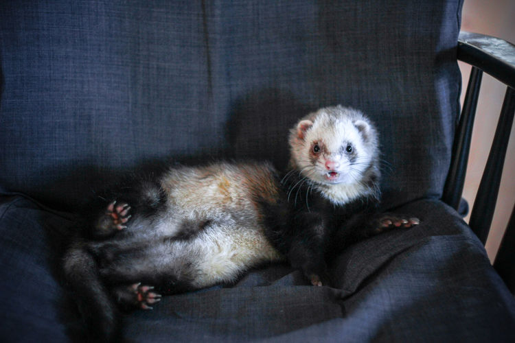 Ferret relaxing on chair