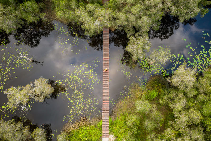 Aerial view of footbridge over river by trees in forest