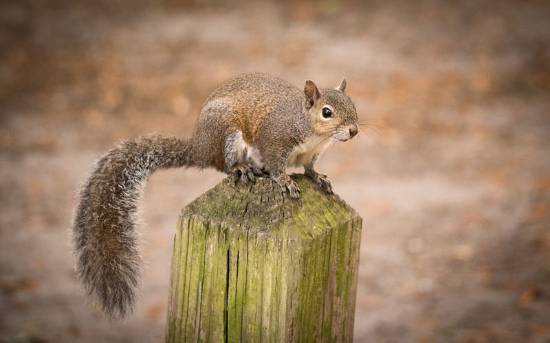 Close-up of squirrel on wood
