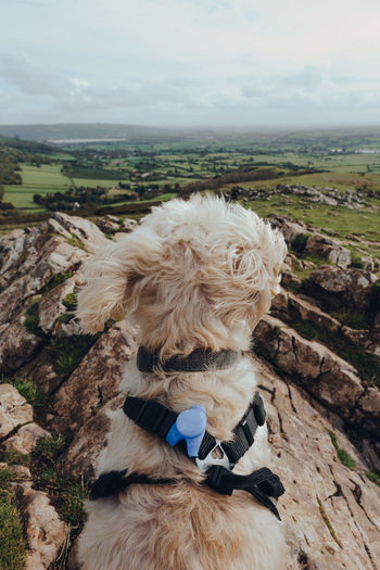 White dog sitting on top of the crook peak in mendip hills, england, uk, looking at the distance.