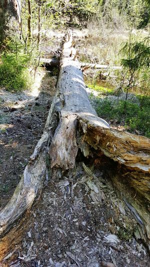 Full frame shot of tree trunk in forest