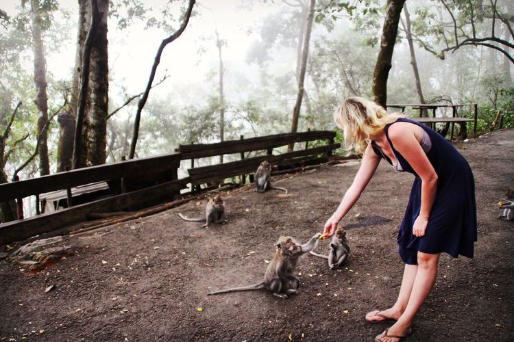 Full length of woman feeding monkeys in forest