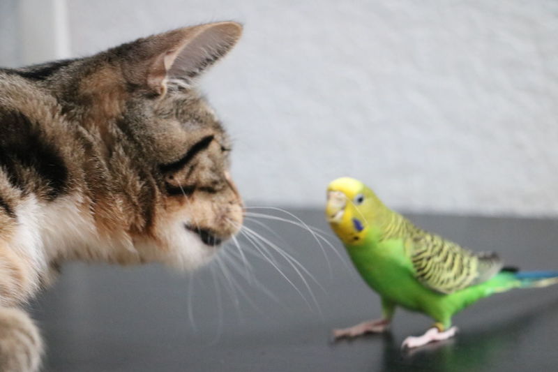 animal themes
