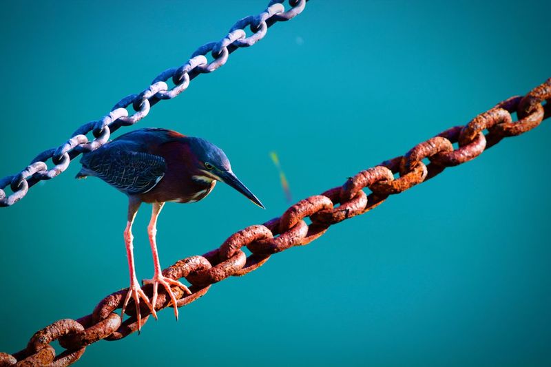 High angle view of bird perching on rusty chain against turquoise lake