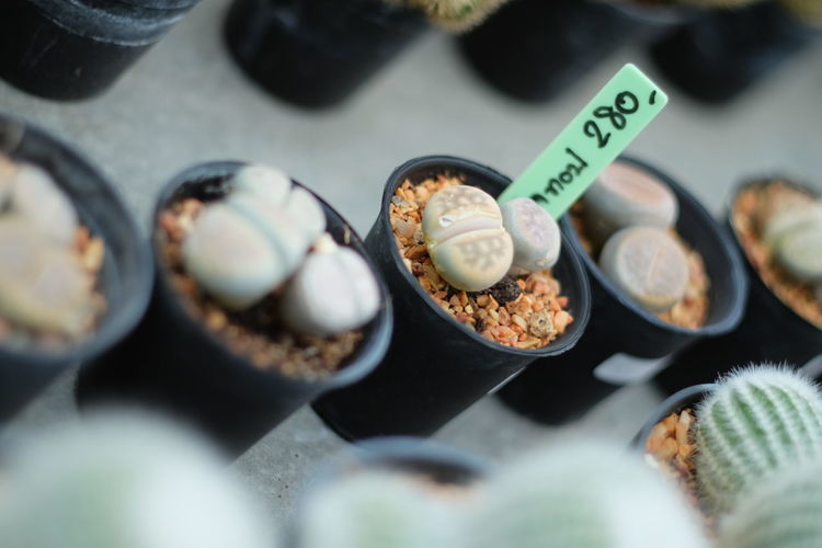 High angle view of potted plants for sale