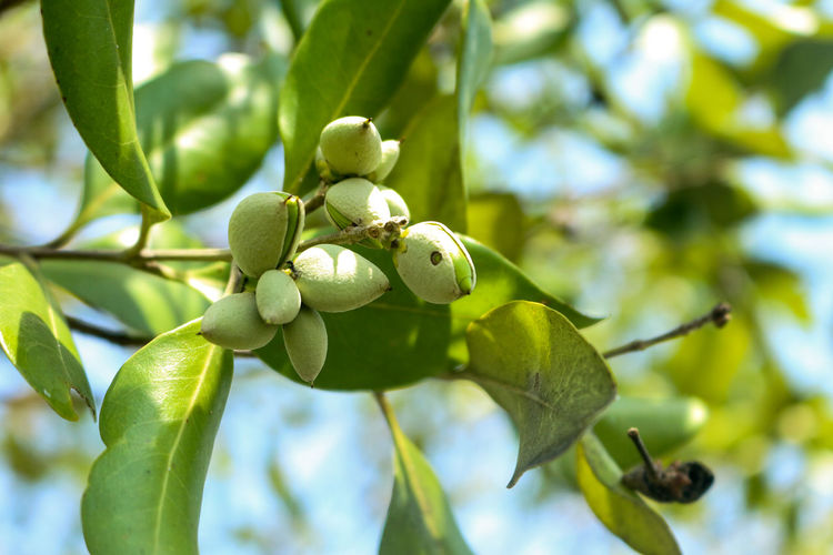 Close-up of fruit growing on tree