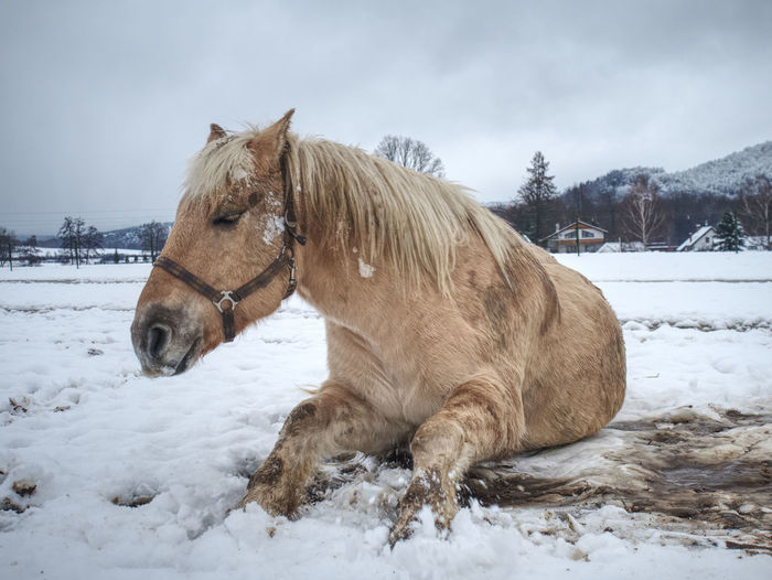 Blurry motioned white horse while rolling in fresh snow. mountain meadow with horses.