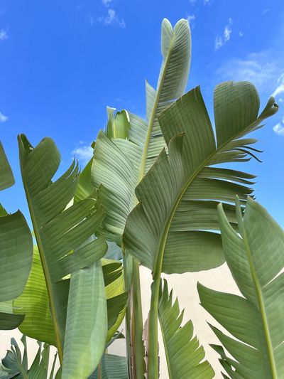 leaf