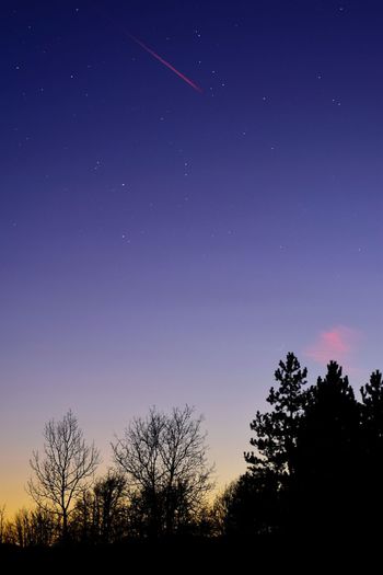 Low angle view of silhouette trees against clear sky at night