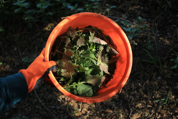 Cropped hand of person holding leaves in basket