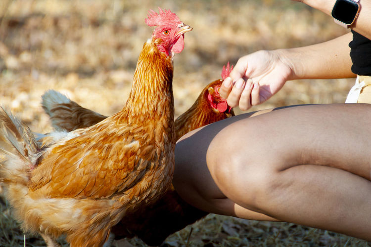 livestock