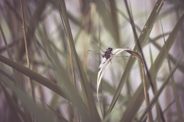 Close-up of insect on plant