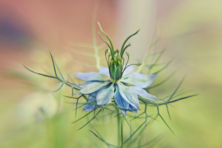 Close-up of nigella blooming outdoors