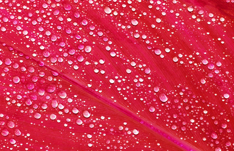 Full frame shot of wet pink flowering plant