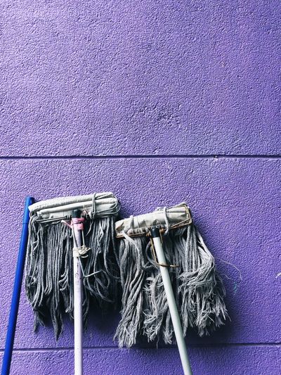 Mops against purple wall