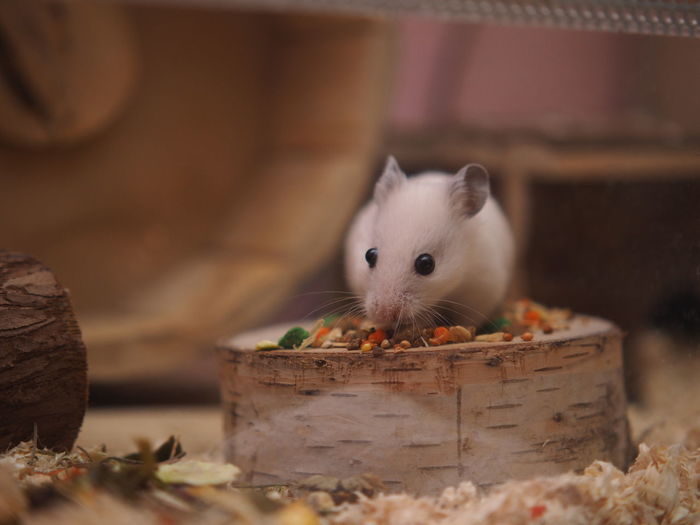 Close-up of animal eating basket