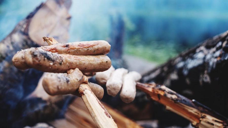 Close-up of mushroom on wooden log