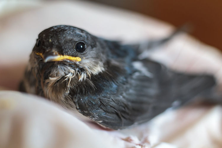 Close-up of a baby swallow