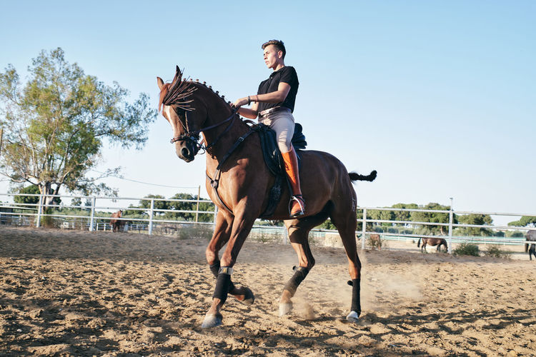 Male equestrian in boots and uniform riding horse on sand arena on ranch during training
