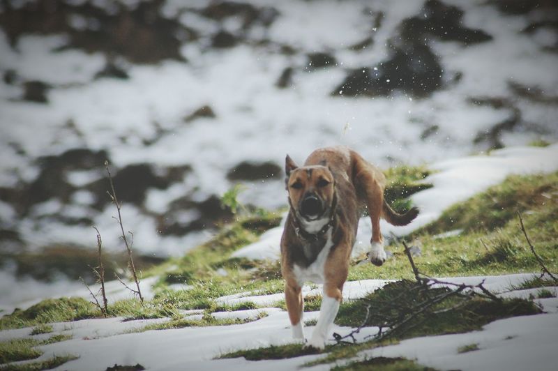 Full length of dog running on snow