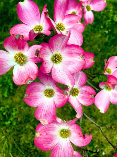 Close-up of pink flowering plants