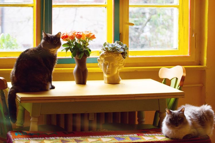 Cat looking at flower vase on table at home