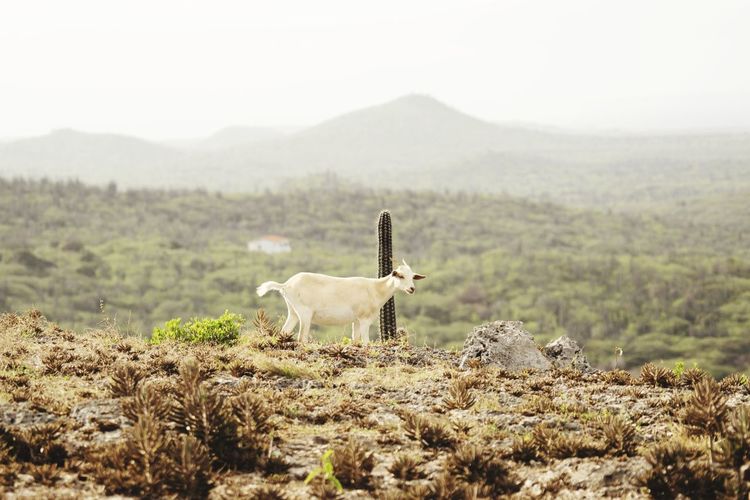 Goat with view from rincon, bonaire