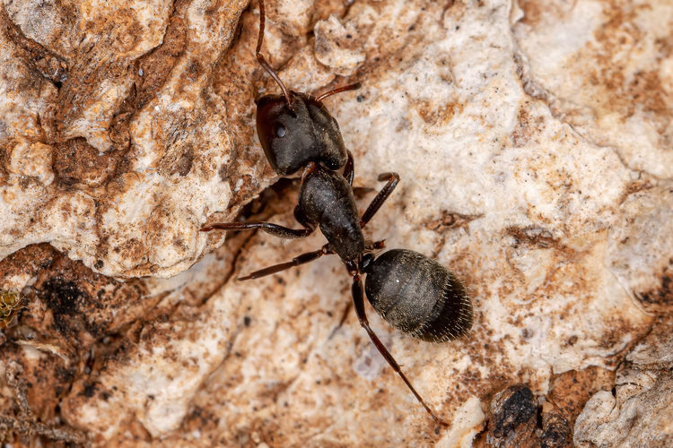 High angle view of ant on rock