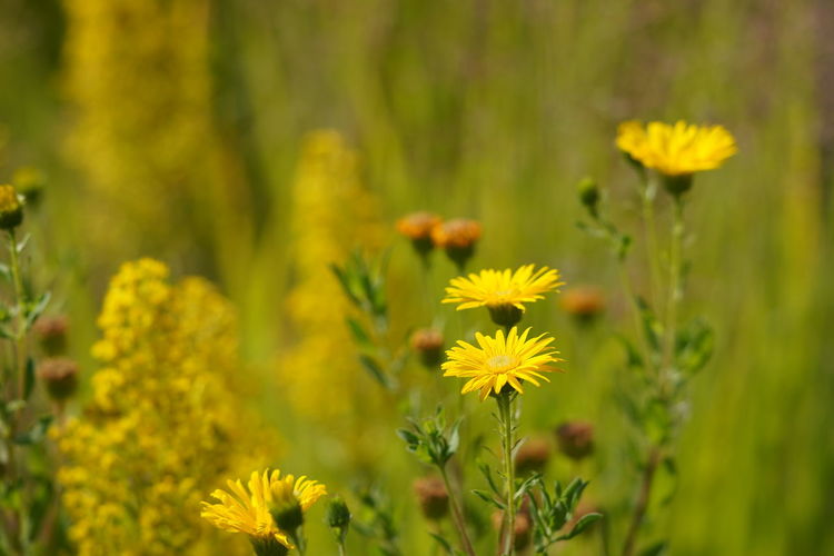 Close-up of yellow flowering plant on field