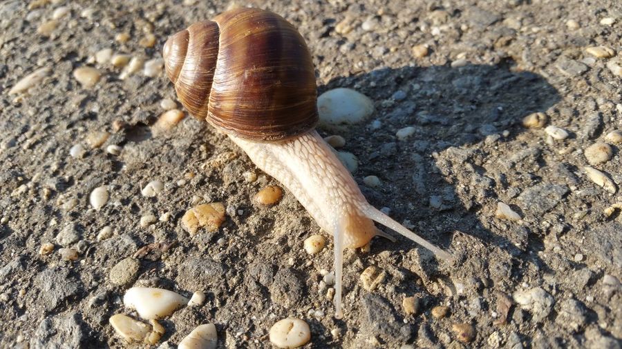 Close-up of snail on stone ground