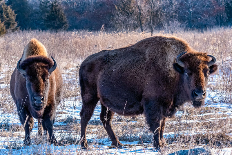 Bison standing in the field