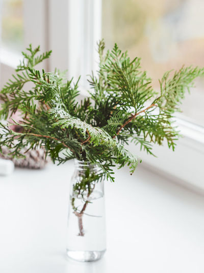 Sustainable alternative for christmas tree. caring for nature.refusal to cut down spruce. new year.