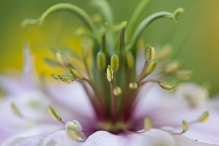 Close-up of flower