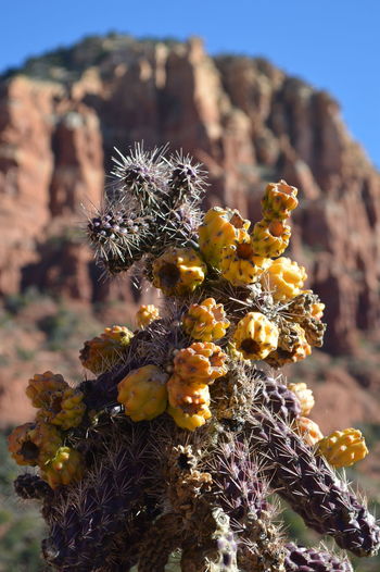 Low angle view of prickly pear cactus against sky