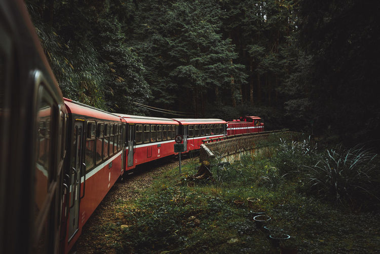 Train by trees in forest