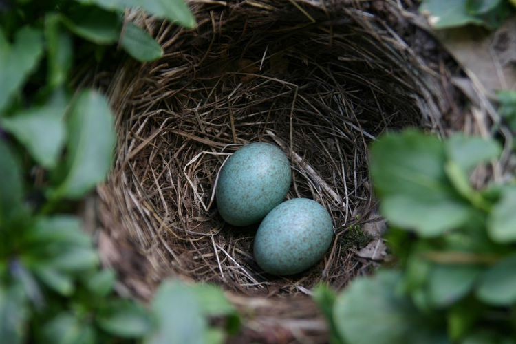 Directly above shot of eggs in nest