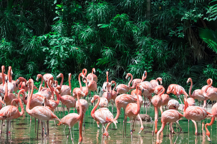 Flamingos standing in lake against trees at forest