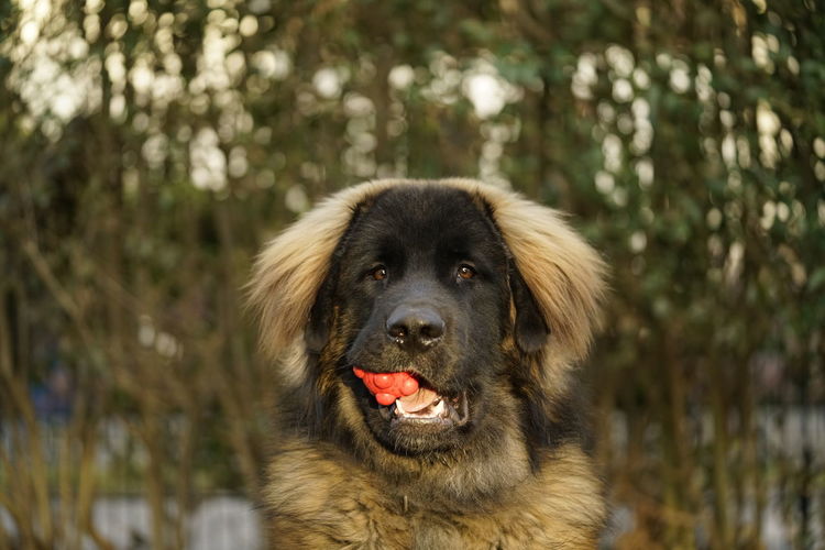 Close-up portrait of a dog