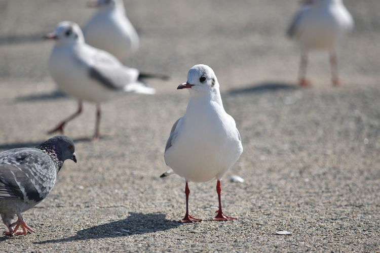 Seagulls perching on a land