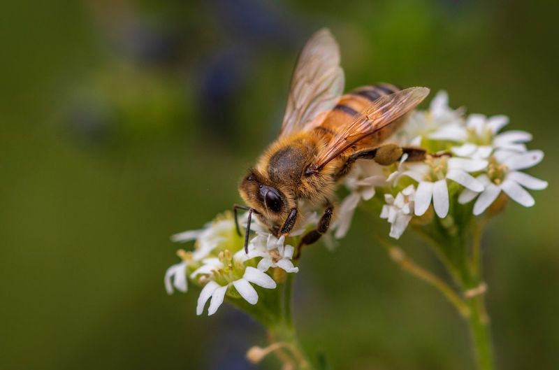 Close-up of bee pollinating on flower