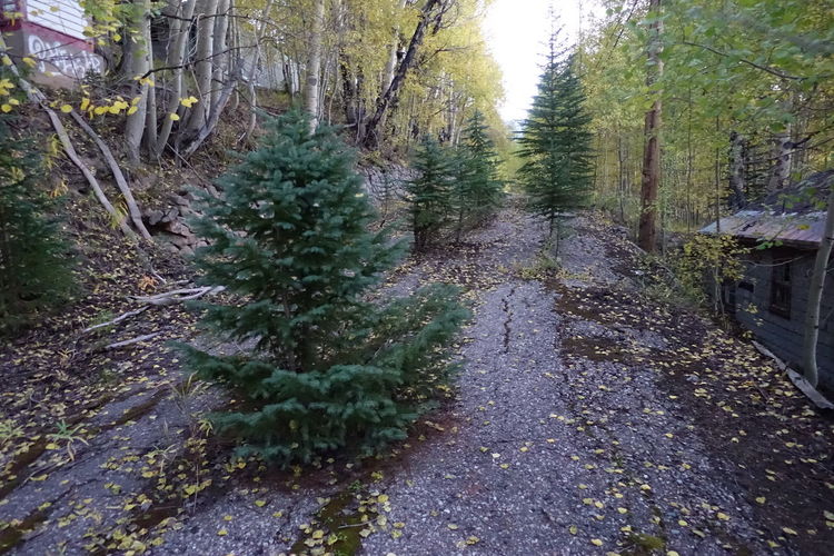 Footpath passing through forest