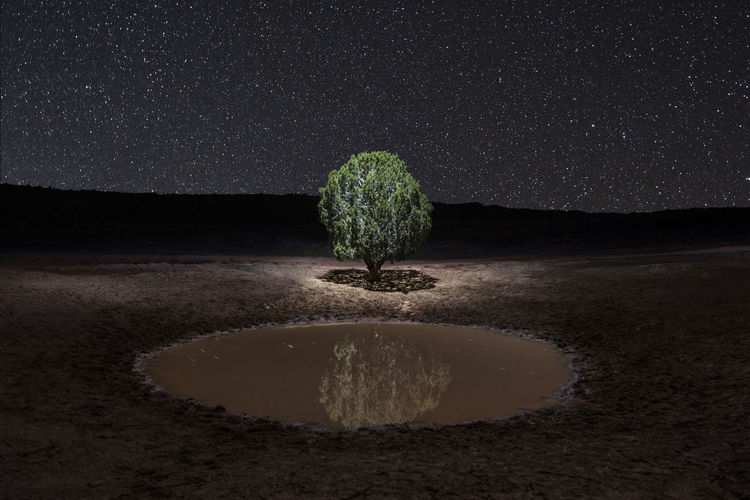 Lone tree reflecting in small pond under a million stars