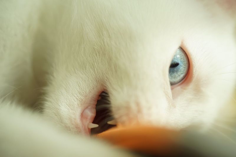 Close-up of white cat