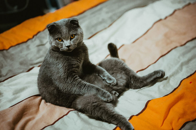 Cat relaxing on bed