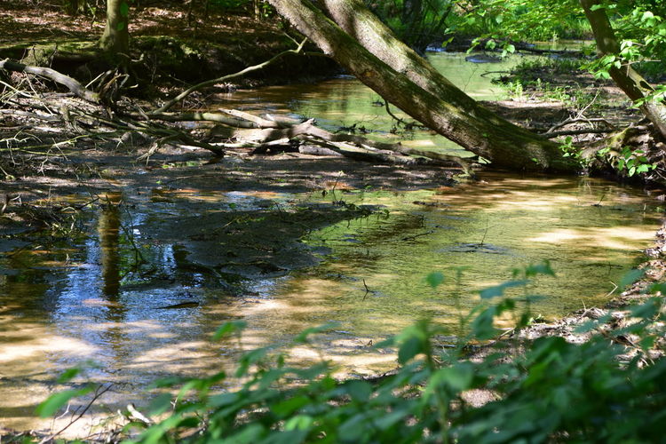 Scenic view of stream in forest