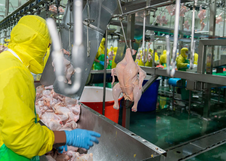 Chicken hanging on jack conveyor in meat process line.