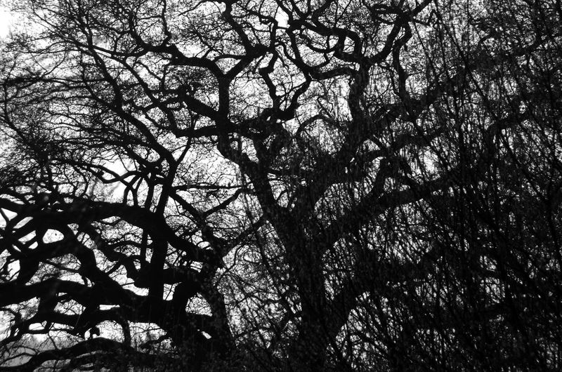 Low angle view of tree against sky