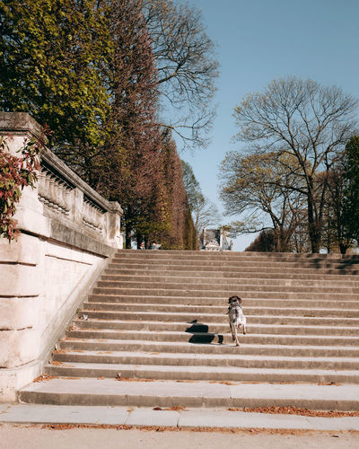 Woman with dog on staircase