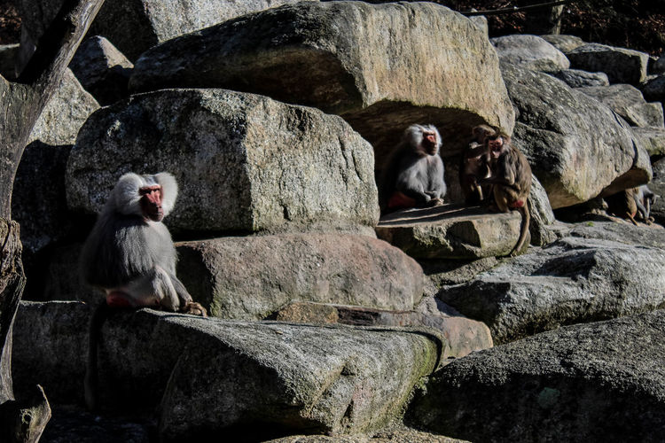 Monkeys sitting on rock at zoo