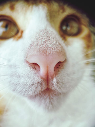 Upclose shot of a cat nose